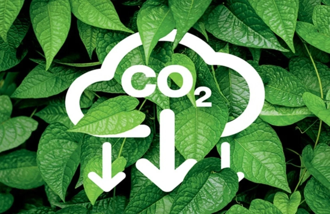 hoạt động của thị trường carbon bắt buộc