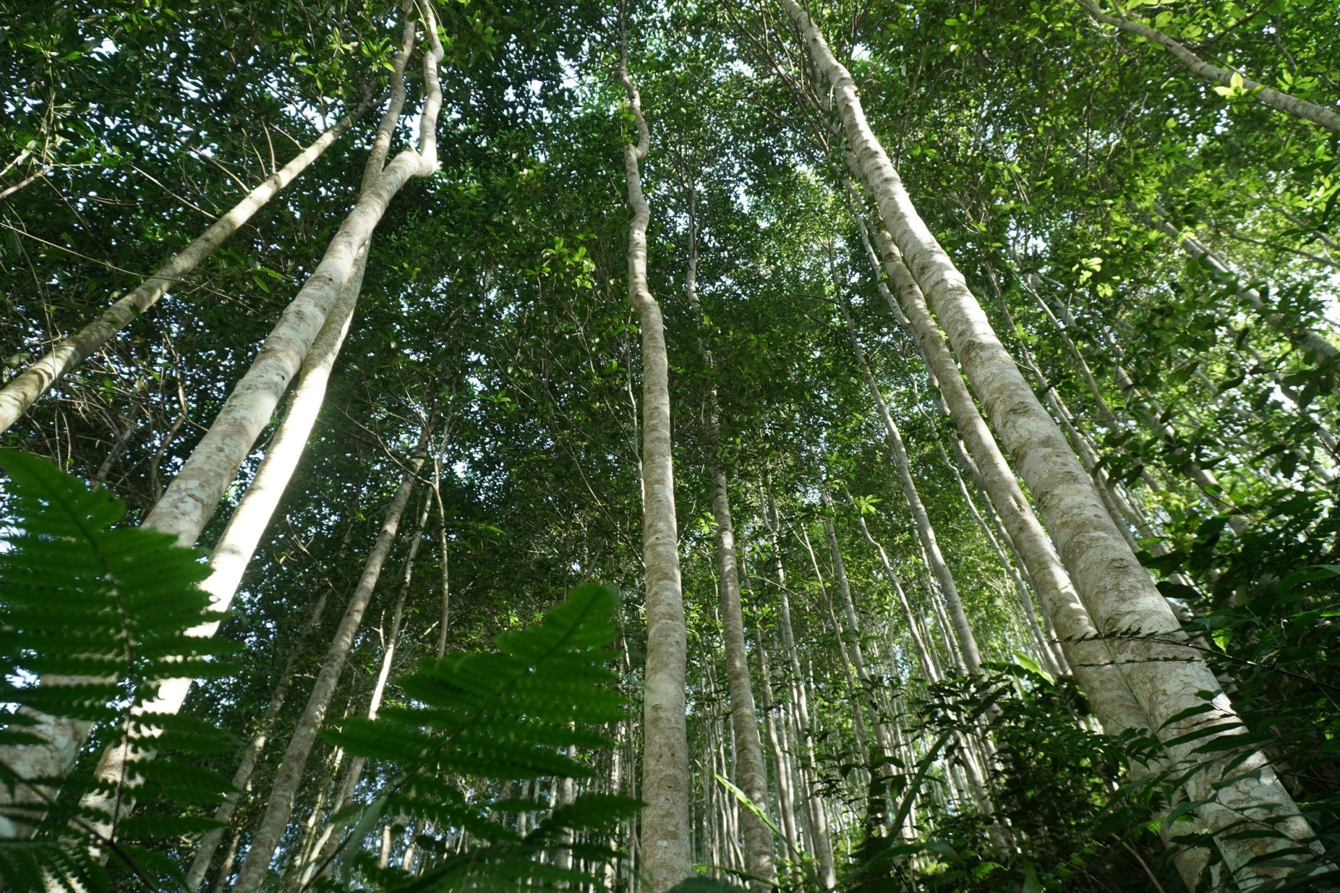 Thị trường Carbon tự nguyện 